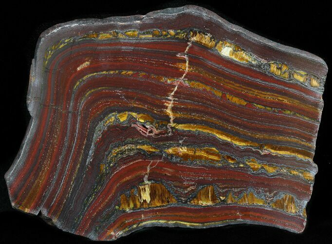 Polished Tiger Iron Stromatolite - ( Billion Years) #42610